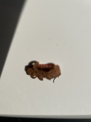 Arthropoda