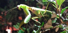 Hierodula transcaucasica