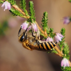 Colletes succinctus