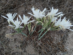 Pancratium maritimum