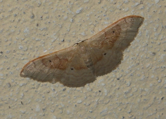 Idaea degeneraria