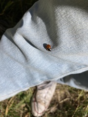 Coccinella transversoguttata