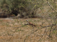 Xerospermophilus tereticaudus