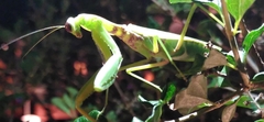 Hierodula transcaucasica