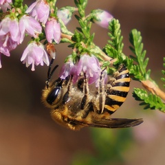 Colletes succinctus