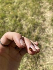 Coccinella transversoguttata