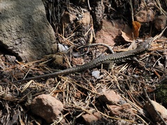 Podarcis muralis