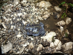 Rhinophrynus dorsalis