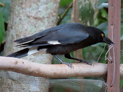 Strepera graculina