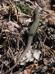 Podarcis muralis