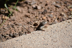 Sceloporus tristichus