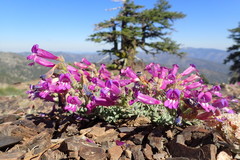 Penstemon purpusii
