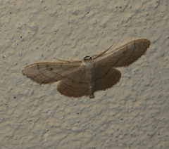 Idaea aversata