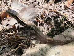 Podarcis muralis