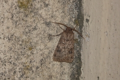 Agrotis bigramma