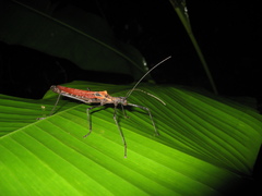Pseudophasma castaneum