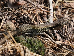 Podarcis muralis