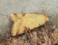 Heliothis peltigera