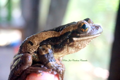 Trachycephalus typhonius