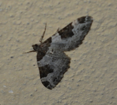 Xanthorhoe fluctuata