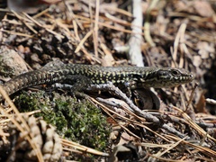 Podarcis muralis