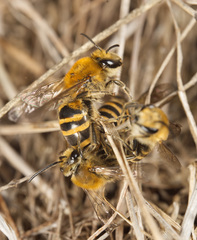 Colletes succinctus