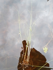 Schoenoplectus subterminalis