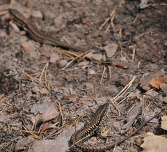 Podarcis muralis