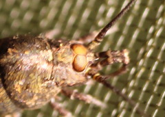Archaeognatha