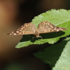 Pararge aegeria