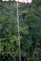 Thinopyrum elongatum