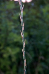 Thinopyrum elongatum