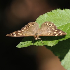 Pararge aegeria