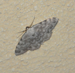 Scopula confinaria