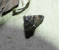 Metalectra richardsi