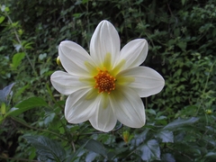 Dahlia