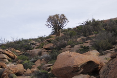 Aloidendron dichotomum