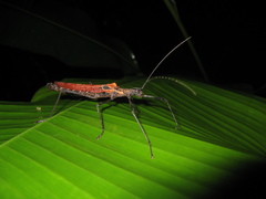 Pseudophasma castaneum