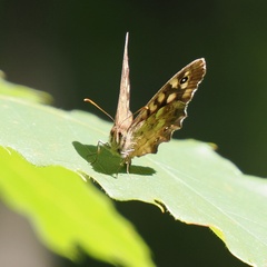 Pararge aegeria