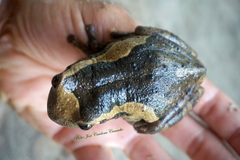 Trachycephalus typhonius