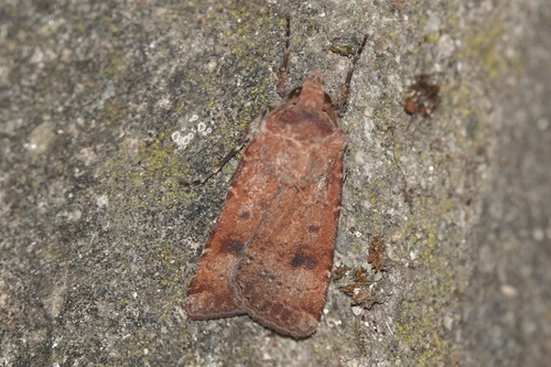 Crescent Dart