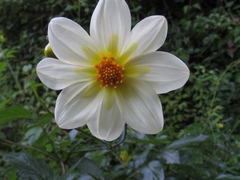 Dahlia