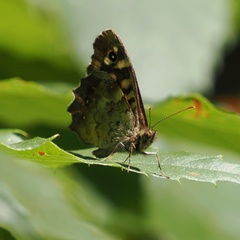 Pararge aegeria