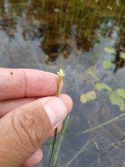 Schoenoplectus subterminalis