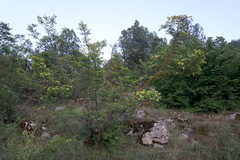 Paliurus spina-christi