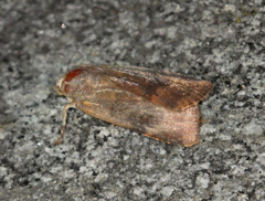 Noctua janthina