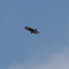 Buteo buteo