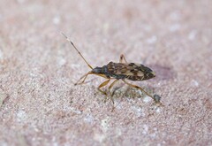 Ozophora picturata