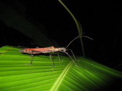 Pseudophasma castaneum