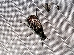 Tritoxa flexa